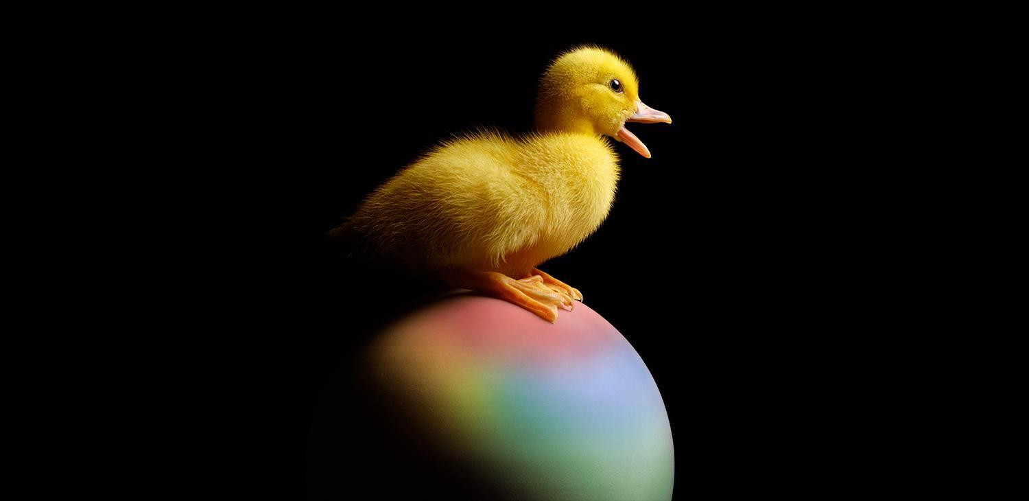 Ankka istuu värikkään munan päällä