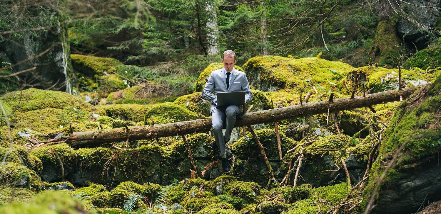 Ecosia tuo lisää metsää maailmaan - vaikka etätyötoimistoksi!