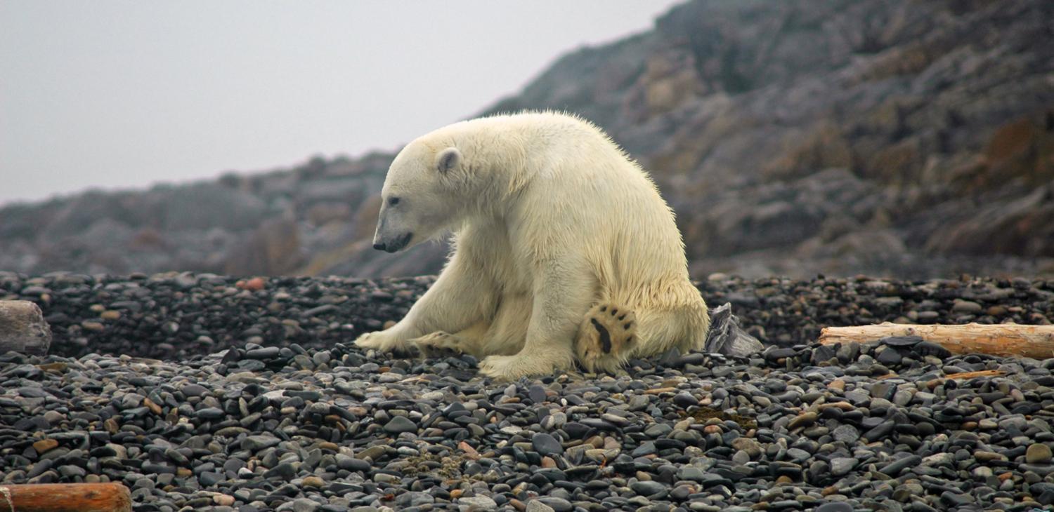 Jääkarhujen elinolot pienenevät ilmastonmuutoksen seurauksena