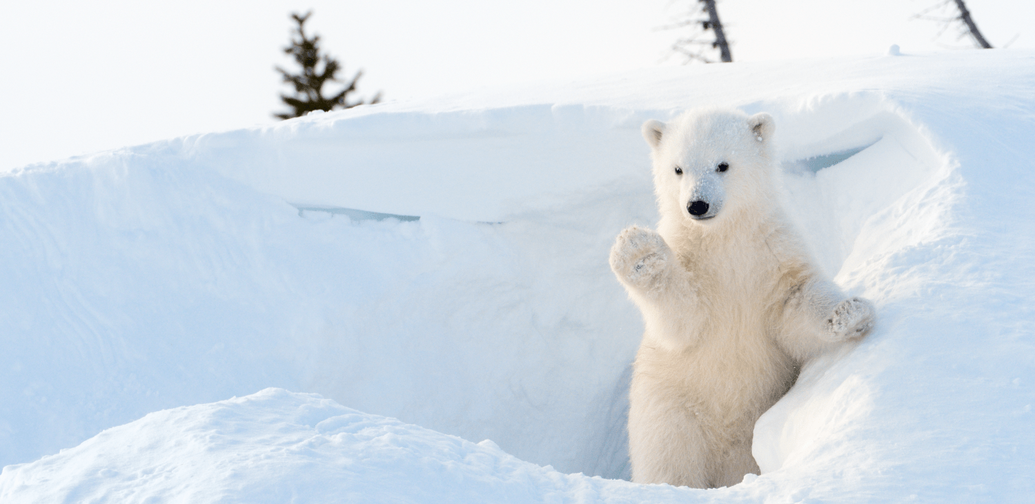 Asiointi Karhu Helsingin Huolenpidossa sujuu jouhevasti, kun otat muutaman asian huomioon. Kuvassa jääkarhunpentu vilkuttaa lumikasasta.